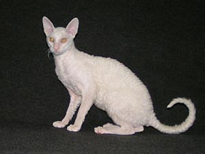 Cornish Rex