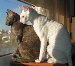 Cornish Rex