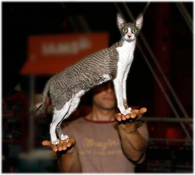 Cornish Rex