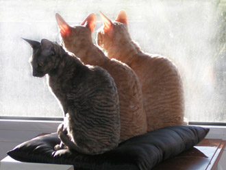 Cornish Rex